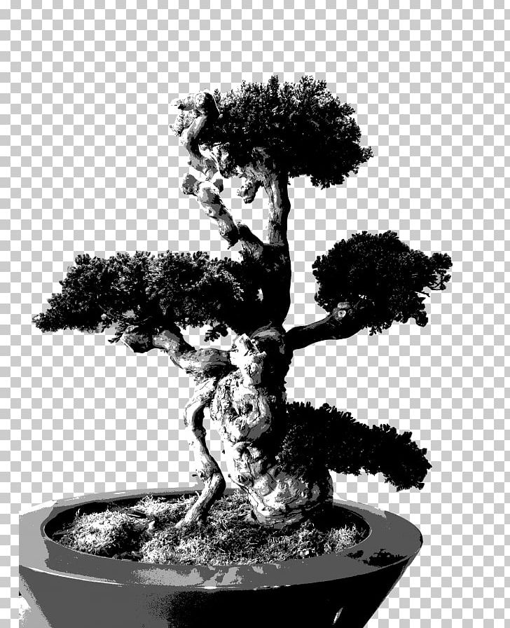 Sageretia Theezans Monochrome Photography Bonsai Tree Houseplant PNG, Clipart, Black And White, Bonsai, Houseplant, Monochrome, Monochrome Photography Free PNG Download