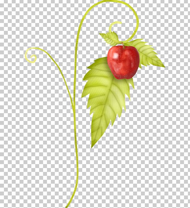 Strawberry PNG, Clipart, Apple, Apple Fruit, Apple Logo, Apple Tree, Auglis Free PNG Download