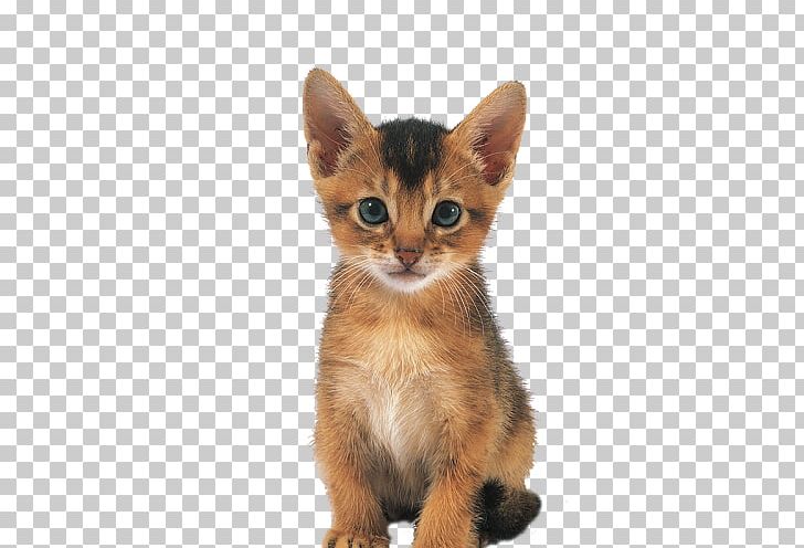 Abyssinian Whiskers American Wirehair German Rex Kitten PNG, Clipart, American Wirehair, Animals, Asia, Asian, Asian People Free PNG Download