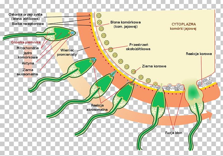Acrosome Reaction Spermatozoon Capacitation PNG, Clipart, Acrosome, Acrosome Reaction, Area, Capacitation, Cell Free PNG Download