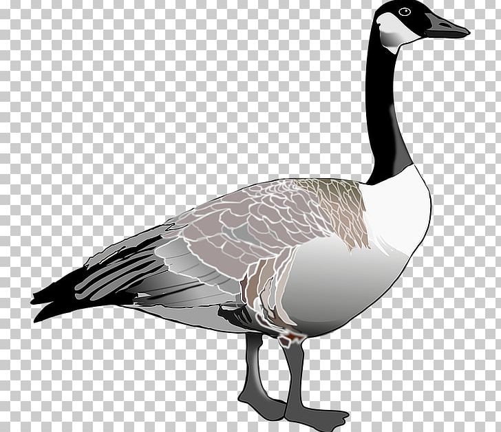 Canada Goose Canada Goose Bird PNG, Clipart, Animals, Arrow Sketch, Beak, Bird, Border Sketch Free PNG Download