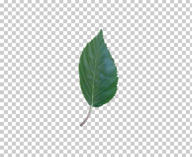 Leaf Plant Stem PNG, Clipart, Betula Pendula, Leaf, Plant, Plant Stem Free PNG Download