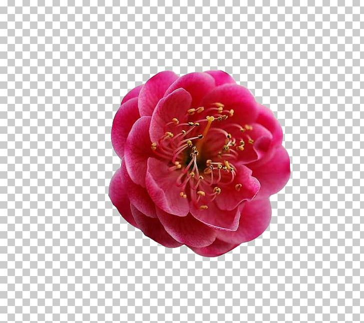 Red Pink PNG, Clipart, Camellia, Centifolia Roses, Download, Flower, Flowering Plant Free PNG Download