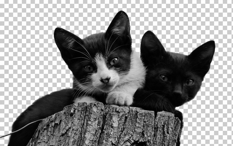 Kitten Cat Chicken Red Fox Dog PNG, Clipart, Birds, Black And White, Black Cat, Cat, Chicken Free PNG Download