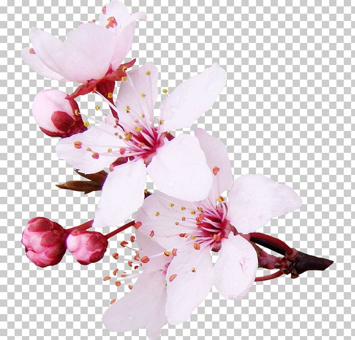 Cut Flowers Color Paper Clothing PNG, Clipart, Blossom, Branch, Cherry, Cherry Blossom, Clothing Free PNG Download