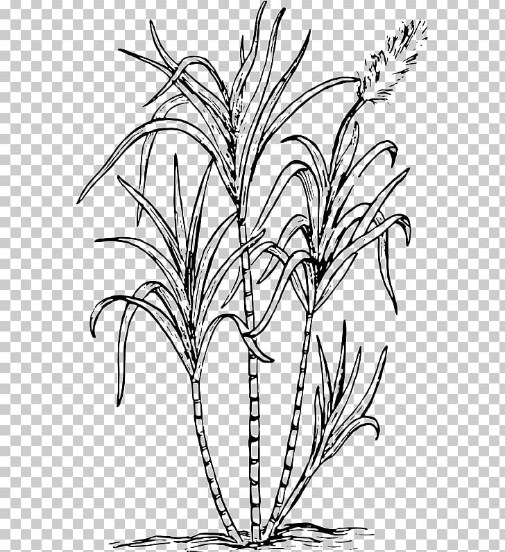 Sugarcane Juice PNG, Clipart, Black And White, Branch, Cane Sugar Free Png Download, Commodity, Flora Free PNG Download