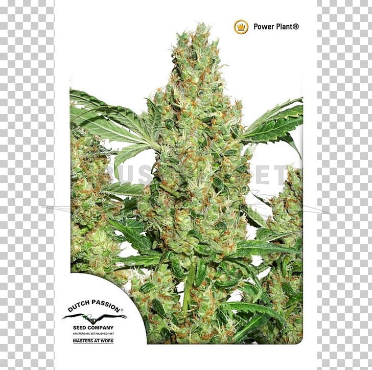 Cannabis Sativa Seed Plant Medical Cannabis PNG, Clipart, Autoflowering Cannabis, Cannabis, Cannabis Cultivation, Cannabis Sativa, Coffeeshop Free PNG Download