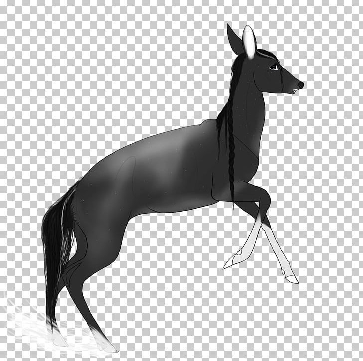 Italian Greyhound Whippet Spanish Greyhound Dog Breed PNG, Clipart, 08626, Animals, Black, Black And White, Breed Free PNG Download