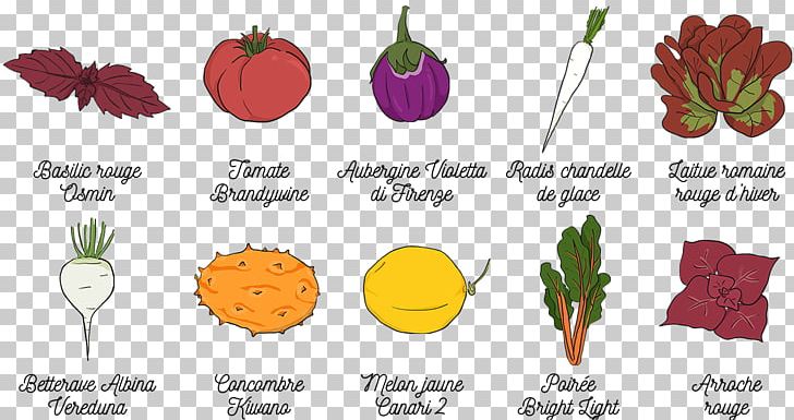Vegetable Fruit Celeriac Kitchen Garden Food PNG, Clipart, Art, Celeriac, Celery, Floral Design, Flower Free PNG Download