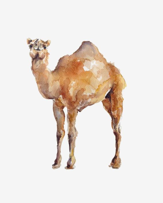 Watercolor Camel PNG, Clipart, Animal, Camel, Camel Clipart, Camel Illustration, Desert Free PNG Download