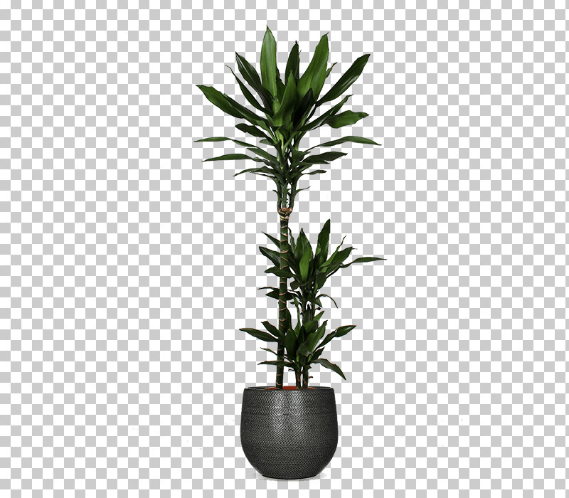 Flowerpot Flower Plant Houseplant Leaf PNG, Clipart, Arecales, Flower, Flowerpot, Houseplant, Leaf Free PNG Download