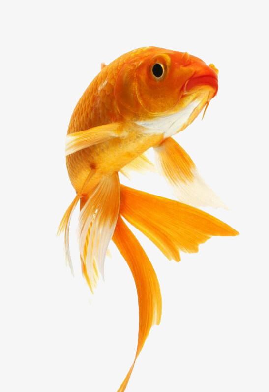 Cute Goldfish PNG, Clipart, Cute Clipart, Cute Clipart, Fish, Golden, Goldfish Free PNG Download