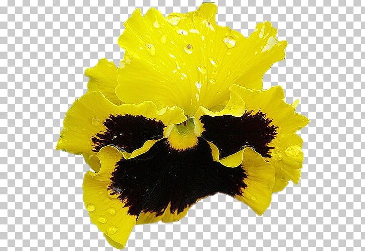 Pansy PNG, Clipart, Fine, Flower, Flowering Plant, Iris, Others Free PNG Download