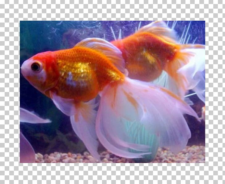 Veiltail Common Goldfish Shubunkin Comet Pearlscale PNG, Clipart, Animals, Aquarium, Bony Fish, Carassius Auratus, Comet Free PNG Download