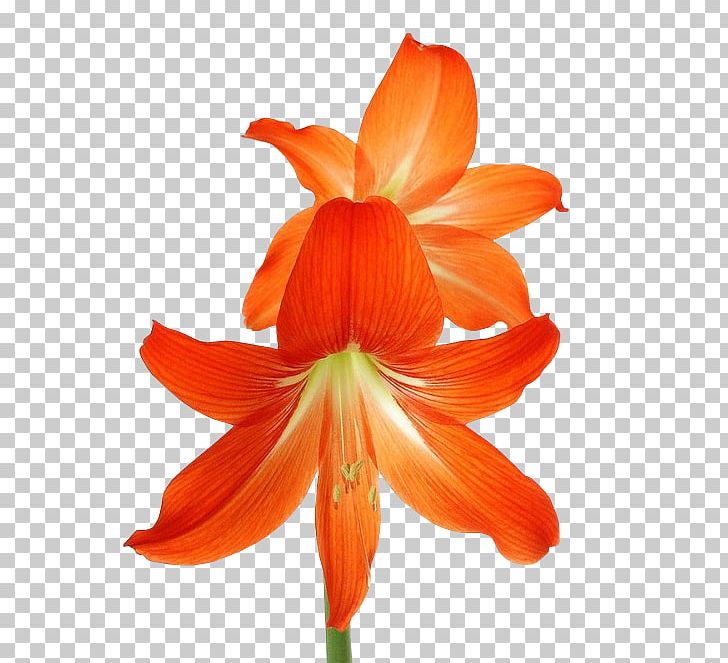 Amaryllis Flower Bouquet Cut Flowers PNG, Clipart, Amaryllis, Amaryllis Belladonna, Amaryllis Family, Blume, Cut Flowers Free PNG Download