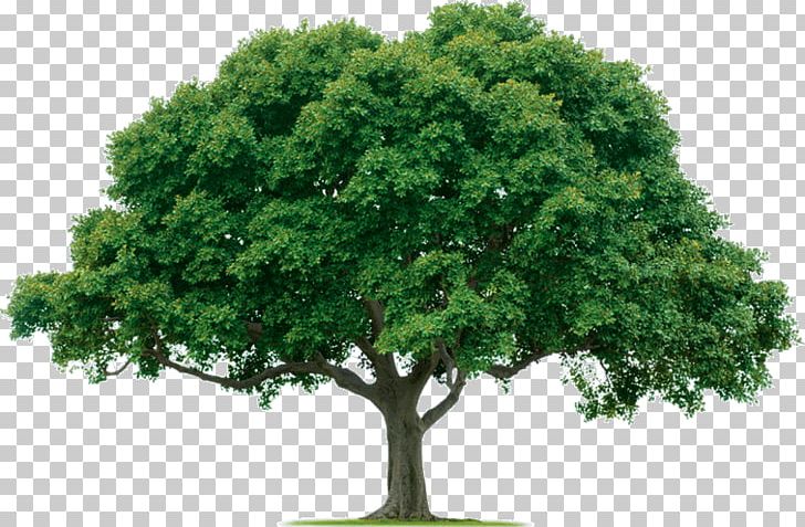 Evergreen Tree Care Arborist Forest PNG, Clipart, Arbor Day, Arborist, Branch, Camphor Tree, Deciduous Free PNG Download