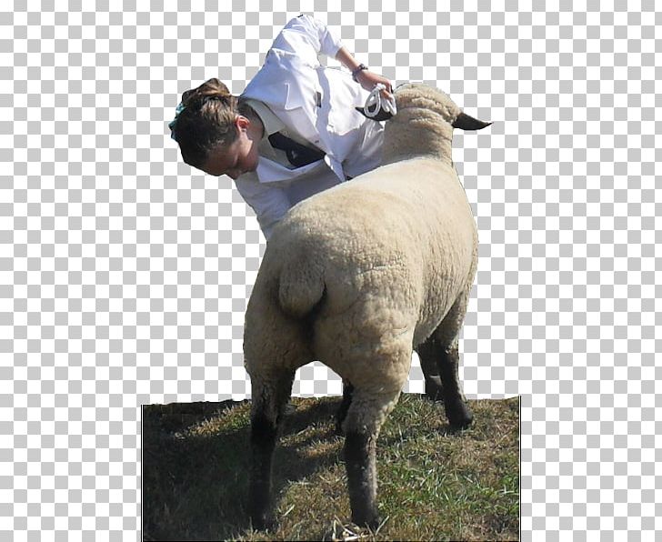 Hampshire Sheep Liskeard Prize PNG, Clipart, Angus Cattle, Cow Goat Family, Hampshire, Hampshire Sheep, Horn Free PNG Download