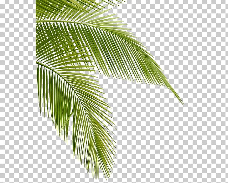 Tropical Hair Gallery Arecaceae Bokeelia Leaf Desktop PNG, Clipart, Arecaceae, Arecales, Beauty Parlour, Bokeelia, Borassus Flabellifer Free PNG Download