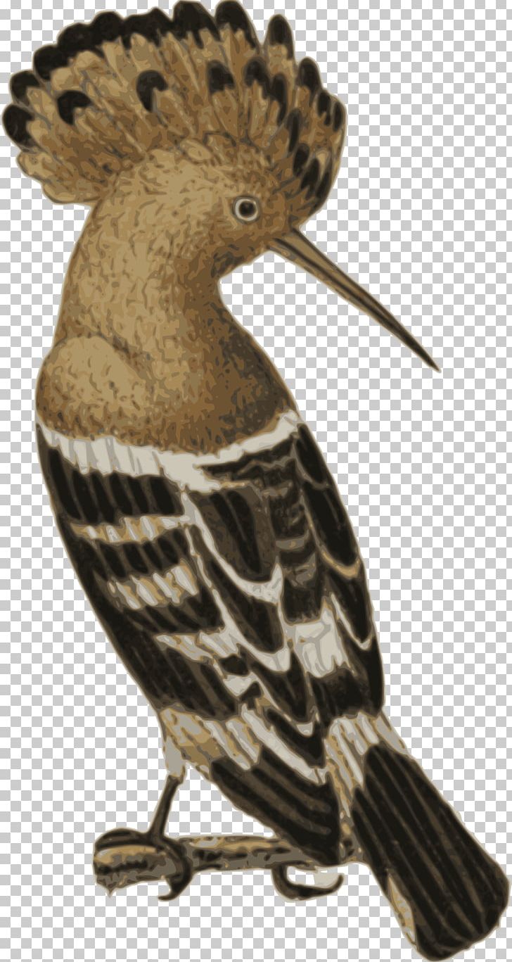 Bird Eurasian Hoopoe Afro-Eurasia PNG, Clipart, Afroeurasia, Animal, Animals, Beak, Bird Free PNG Download