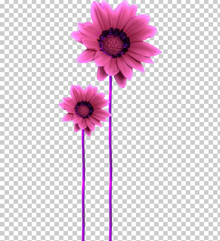 Flickr PNG, Clipart, Blog, Cut Flowers, Daisy Family, Flickr, Flower Free PNG Download