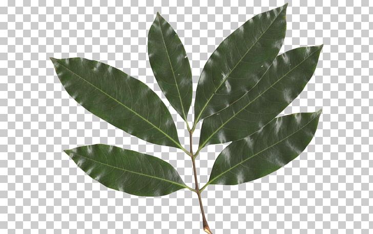 Lychee Leaf Sapindaceae Computer Software PNG, Clipart, Common, Computer Software, Daun, Document, Food Free PNG Download