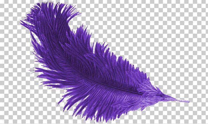Feather Purple Mulberry PNG, Clipart, Animals, Color, Data, Data Compression, Feather Free PNG Download
