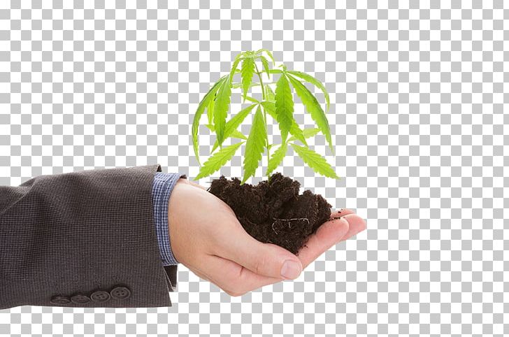 Hemp Medical Cannabis Stock Photography PNG, Clipart, Business, Cannabis, European, Finger, Flowerpot Free PNG Download