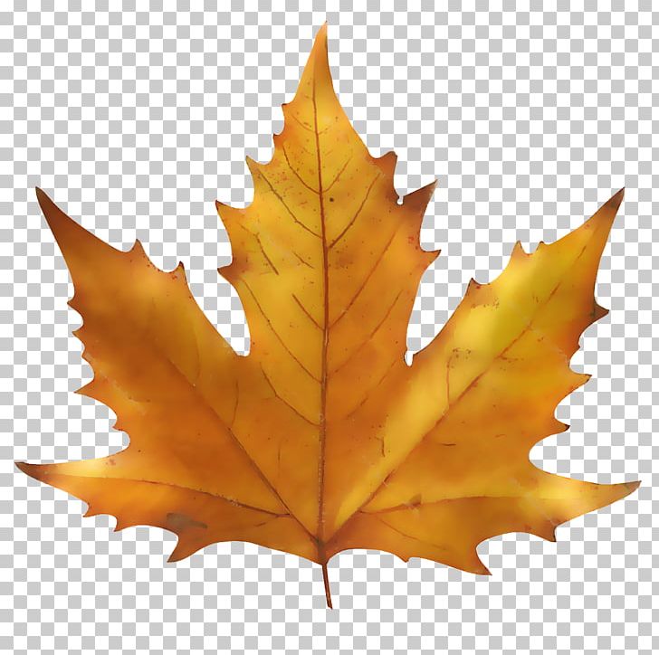 Maple Leaf Autumn Leaf Color PNG, Clipart, Autumn, Autumn Leaf Color, Book, Drawing, Flip Book Free PNG Download