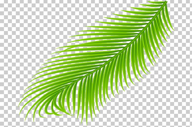 Arecaceae Leaf Palm Branch PNG, Clipart, Arecaceae, Arecales, Art Is, Branch, Coconut Free PNG Download