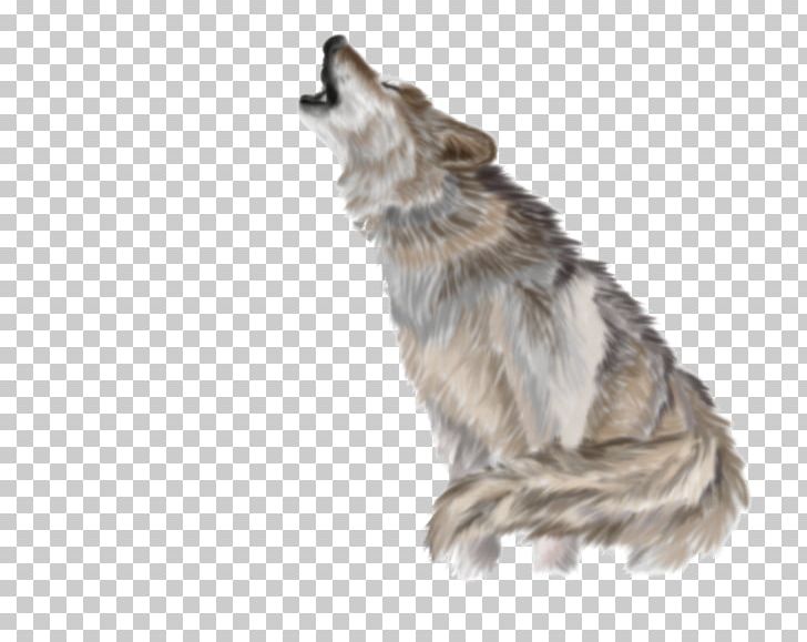 Gray Wolf Coyote PNG, Clipart, Aullido, Black Wolf, Carnivoran, Coyote, Desktop Wallpaper Free PNG Download