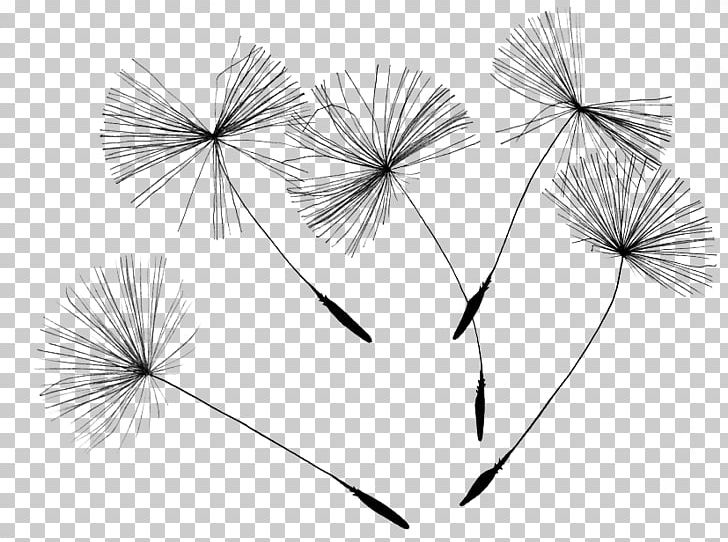 Common Dandelion Drawing Canvas Print PNG, Clipart, Artist, Black And White, Canvas, Design, Flowers Free PNG Download