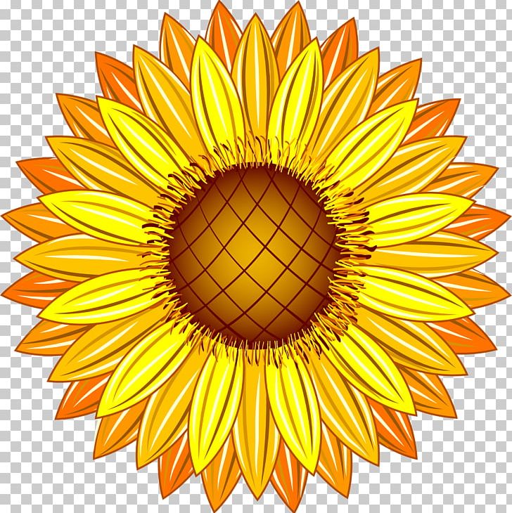 Common Sunflower Yellow Illustration PNG, Clipart, Botany, Circle, Color, Colour, Daisy Family Free PNG Download