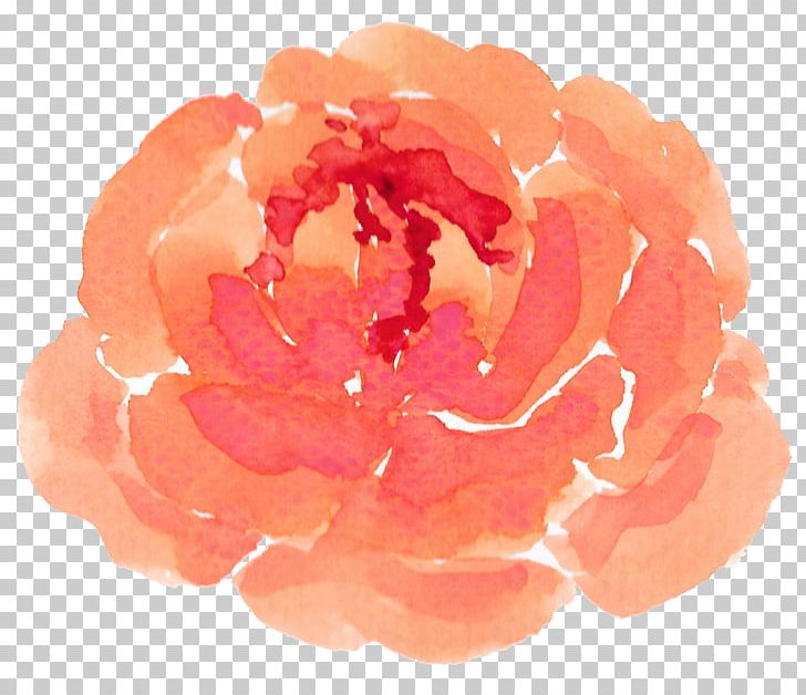 Garden Roses Watercolor: Flowers PNG, Clipart, Citrus Xd7 Sinensis, Color, Download, Flower, Flower Bouquet Free PNG Download