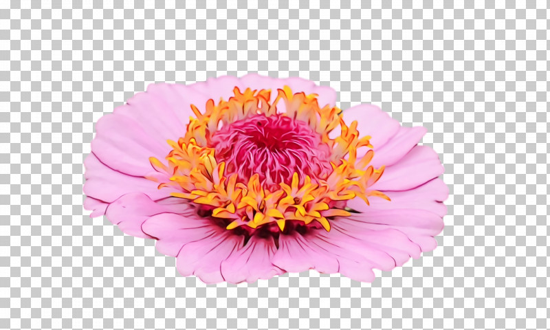 Transvaal Daisy Cut Flowers Chrysanthemum Peony Petal PNG, Clipart, Aster, Biology, Chrysanthemum, Cut Flowers, Flower Free PNG Download