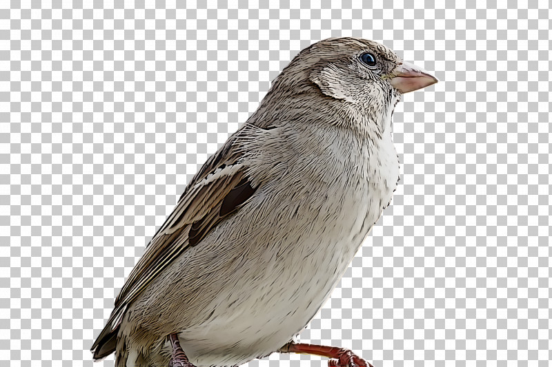 Bird PNG, Clipart, Beak, Bird, Chipping Sparrow, Finch, House Sparrow Free PNG Download