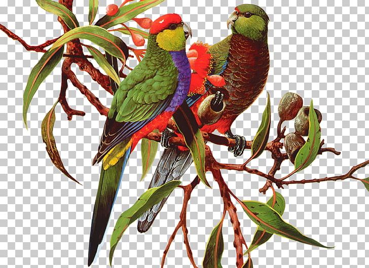 Parrot Bird Parakeet PNG, Clipart, Animals, Beak, Bird, Branch, Common Pet Parakeet Free PNG Download