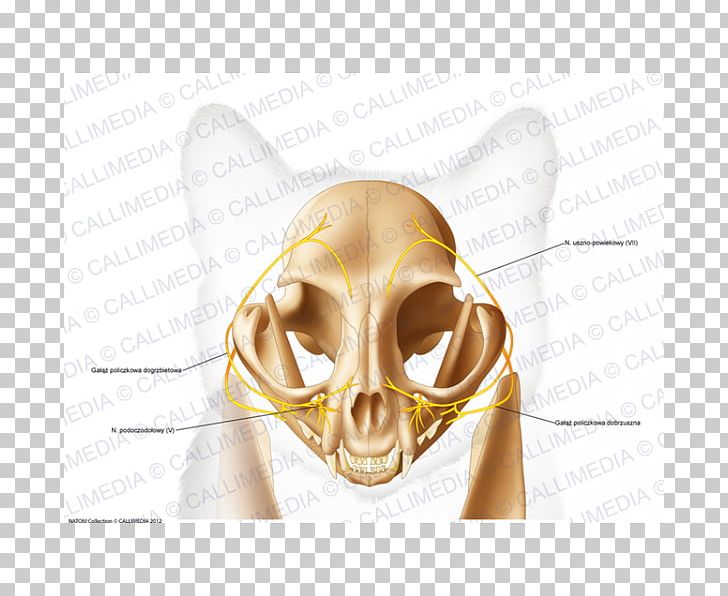 Skull Temporal Bone Anatomy Head PNG, Clipart, Anatomy, Bone, Cranial Nerve, Cranial Nerves, Ear Free PNG Download