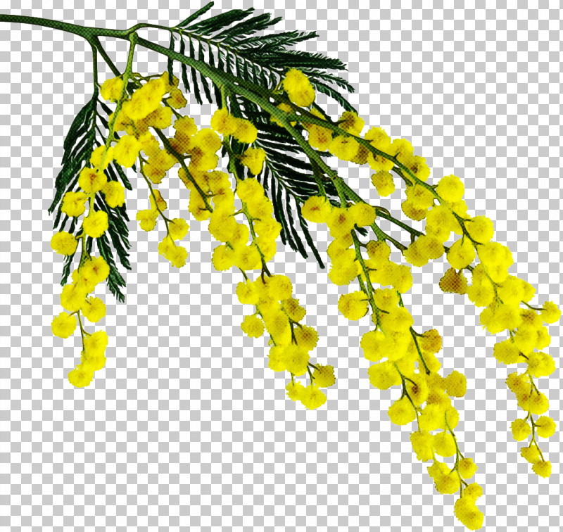 Yellow Plant Leaf Flower Tree PNG, Clipart, Branch, Flower, Leaf, Plant, Tree Free PNG Download