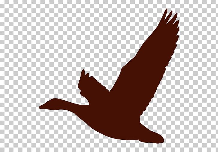 Duck Goose Bird PNG, Clipart, Animals, Beak, Bird, Desktop Wallpaper, Duck Free PNG Download