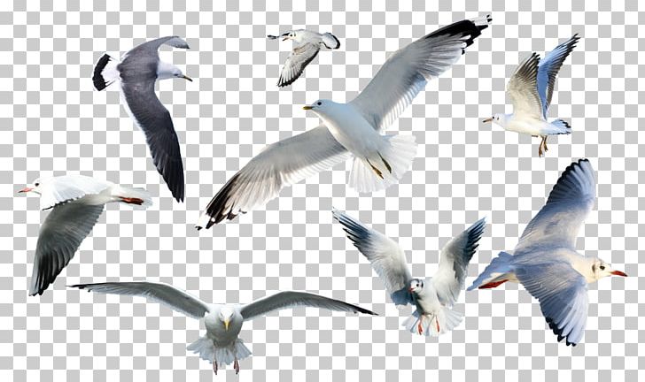 European Herring Gull Gulls Bird Common Gull PNG, Clipart, Beach, Beak, Bird, Charadriiformes, Common Gull Free PNG Download