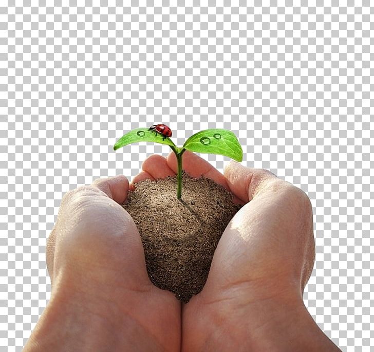 Holding A Ladybug Sapling PNG, Clipart, Advertising, Encapsulated Postscript, Environmental, Environmental Protection, Finger Free PNG Download