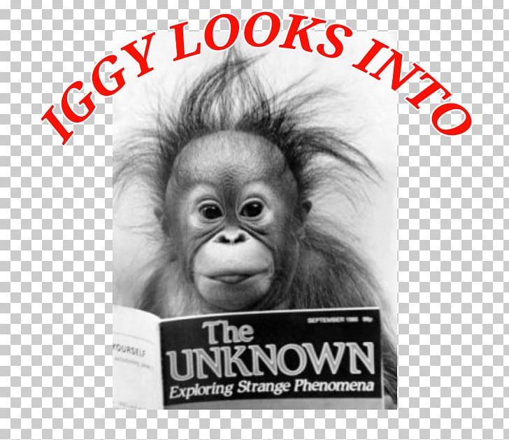Orangutan Ape Welsh Jokes Poster PNG, Clipart, Allposterscom, Animals, Ape, Art, Artcom Free PNG Download