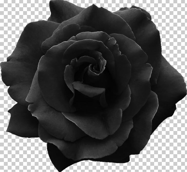 Sticker Black Rose Jar Glass PNG, Clipart, Black, Black And White, Black Rose, Box, Childresistant Packaging Free PNG Download