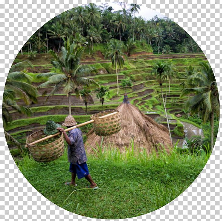 Gunung Kawi Sebatu Kuta Cemoro Lawang Tanah Lot PNG, Clipart, Balinese Temple, Forest, Grass, Gunung Kawi, Gunung Kawi Sebatu Free PNG Download