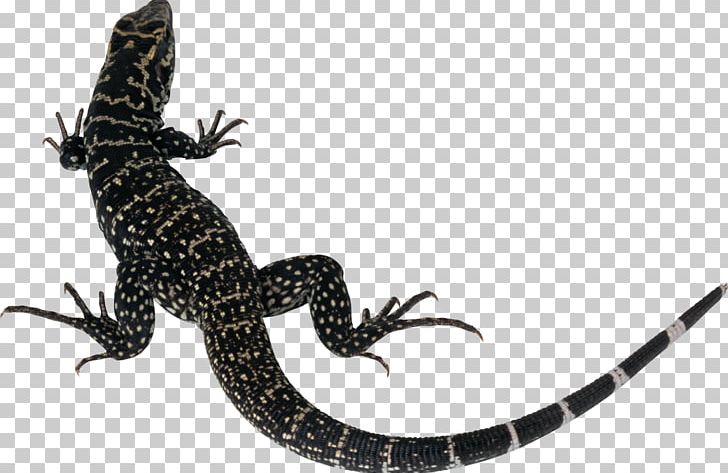 Lizard Chameleons PNG, Clipart, Animals, Bearded Dragons, Black And White, Chameleons, Common Iguanas Free PNG Download