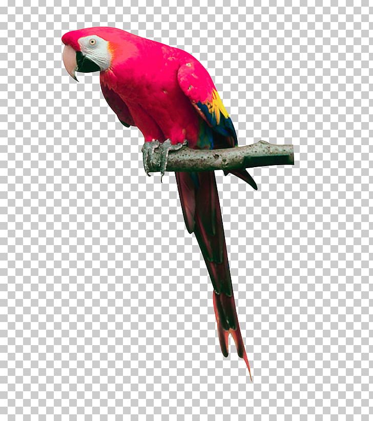 Bird True Parrot Cockatoo PNG, Clipart, Animals, Beak, Bird, Cockatoo, Display Resolution Free PNG Download