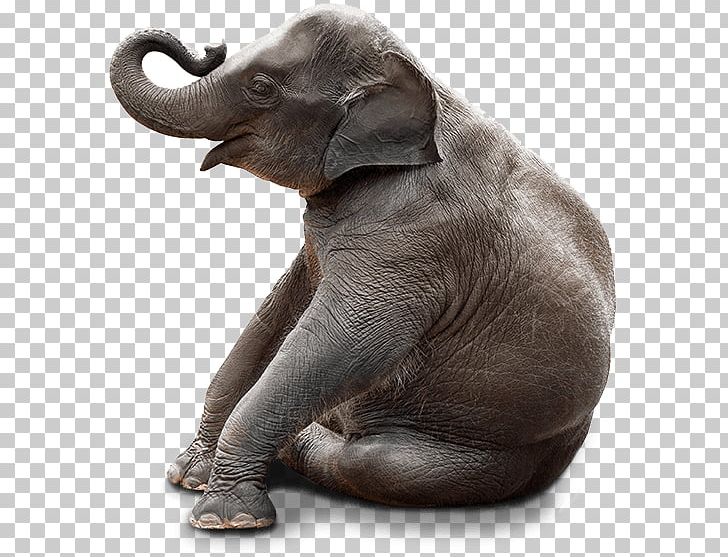 Chair Stock Photography Bench Elephant Sitting PNG, Clipart, African Elephant, Bench, Chair, Cute, Dog Breed Free PNG Download