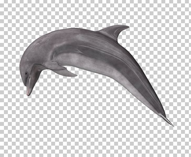 Common Bottlenose Dolphin Short-beaked Common Dolphin Rough-toothed Dolphin Wholphin PNG, Clipart, Animals, Bottlenose Dolphin, Cetacea, Fauna, Jumping Free PNG Download