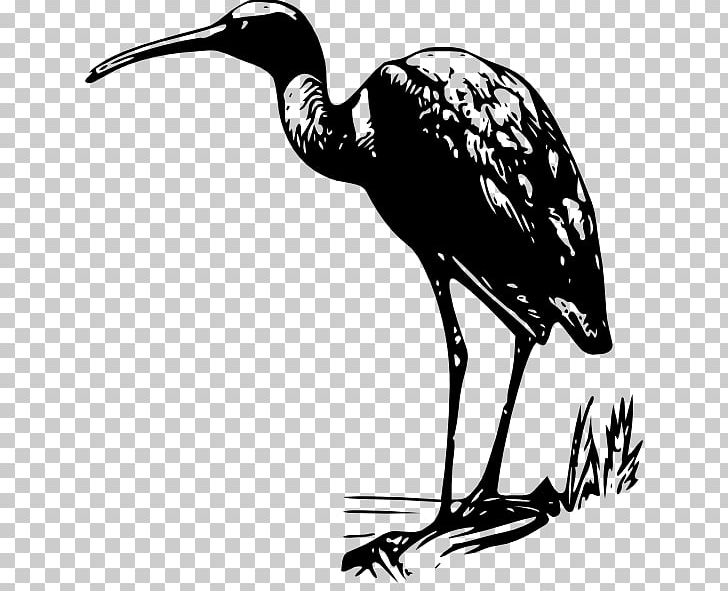 Glossy Ibis PNG, Clipart, African Sacred Ibis, American White Ibis, Beak, Bird, Black And White Free PNG Download