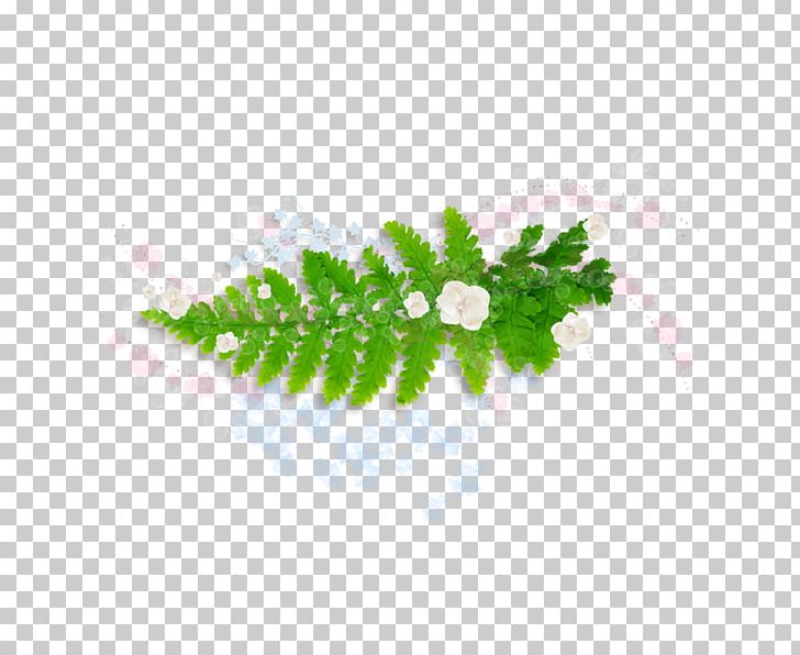 Leaf Burknar Green Plant PNG, Clipart, Burknar, Green, Herbaceous Plant, Ink, Leaf Free PNG Download